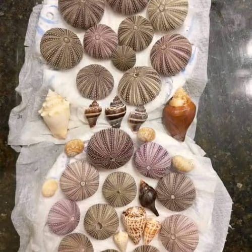 Sanibel shells