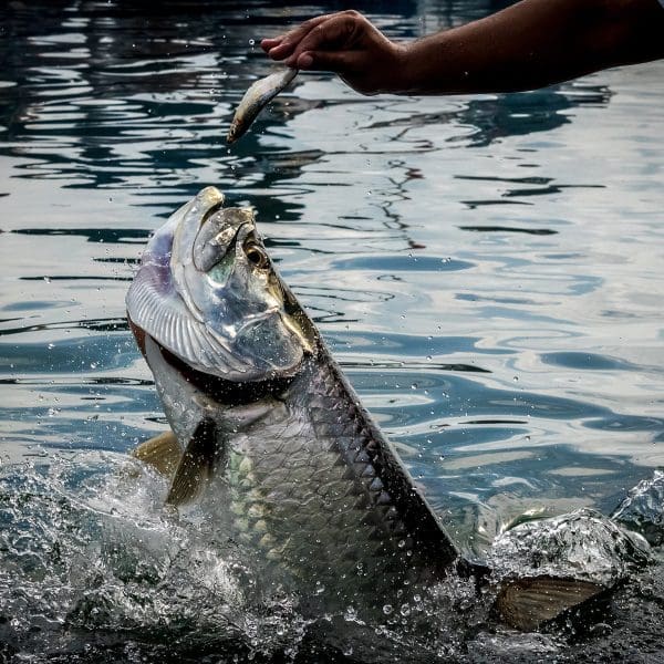Tarpon fish jumping out of water - Caye Caulker, Belize